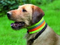 Reflektierendes Halsband, Hundezubehör, Warnhalsung