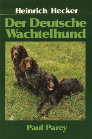 Wachtel, Wachtelhund, Deutscher Wachtelhund